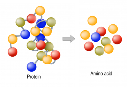 Proteins and amino acids